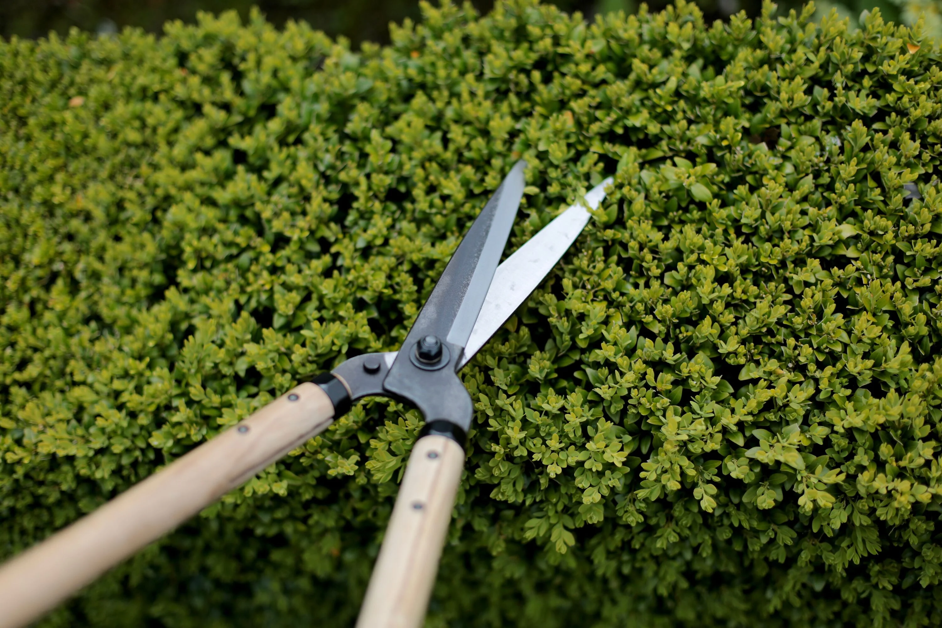 Niwaki Garden Shears Long - Image 3